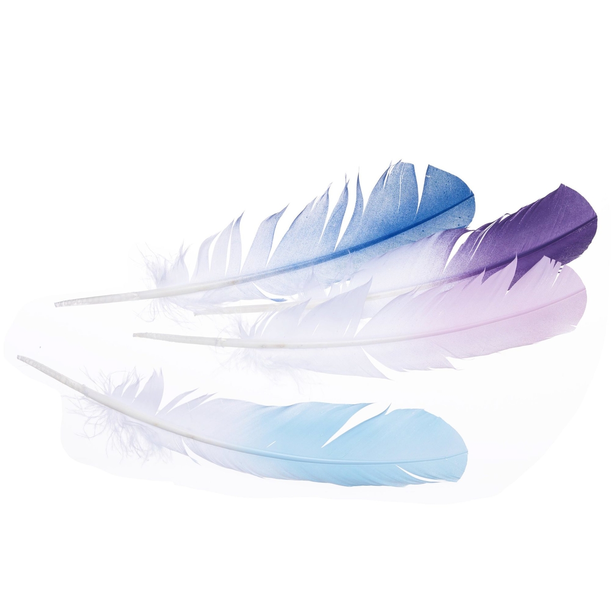 Spray paint feathers